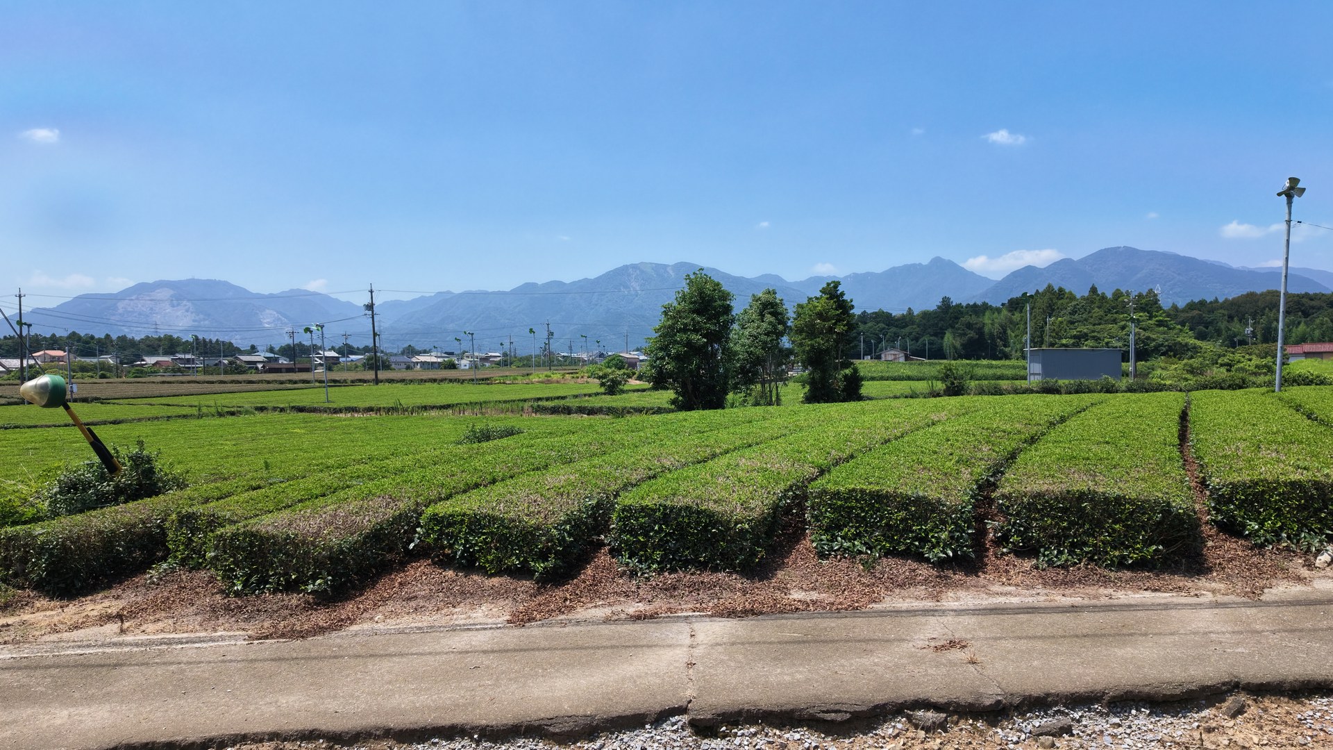 山々を望む茶畑への定期訪問